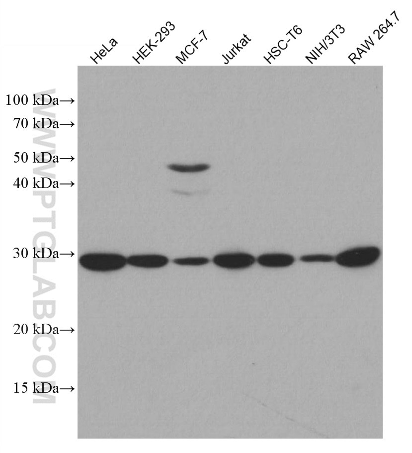 Western Blot (WB) analysis of various lysates using GCLM Monoclonal antibody (66808-1-Ig)