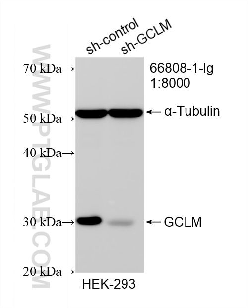 Western Blot (WB) analysis of HEK-293 cells using GCLM Monoclonal antibody (66808-1-Ig)