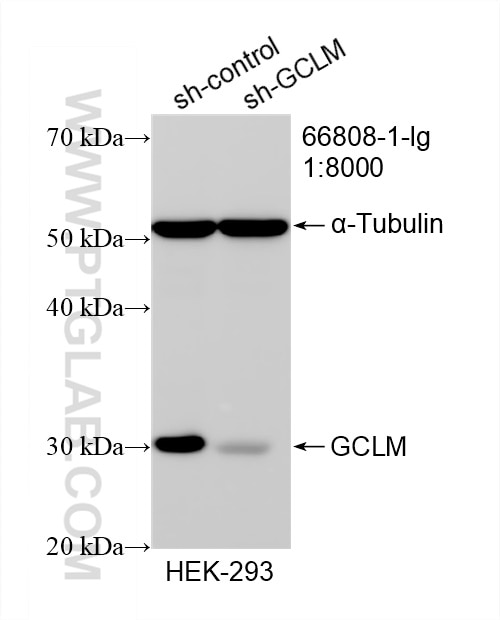 WB analysis of HEK-293 using 66808-1-Ig