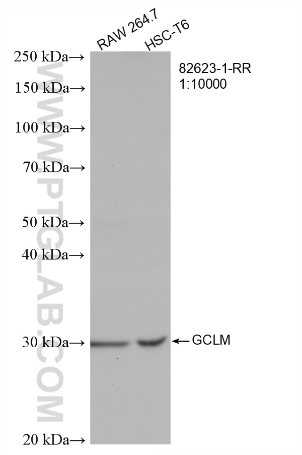 Western Blot (WB) analysis of RAW 264.7 cells using GCLM Recombinant antibody (82623-1-RR)