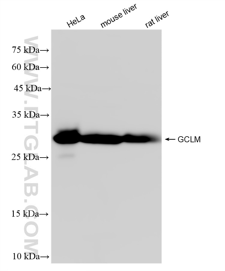 WB analysis using 82623-1-RR Western Blot (WB) analysis of various lysates using GCLM Recombinant monoclonal antibody (82623-1-RR)