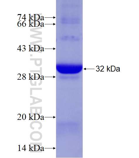 GCLM fusion protein Ag5497 SDS-PAGE