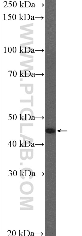 Western Blot (WB) analysis of HepG2 cells using GCM1 Polyclonal antibody (21724-1-AP)