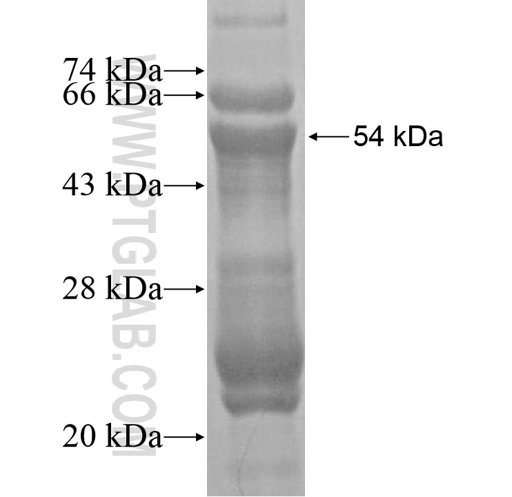 GCM1 fusion protein Ag16383 SDS-PAGE