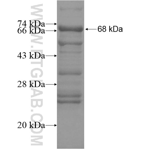 GCM2 fusion protein Ag15334 SDS-PAGE