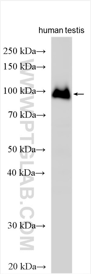 Western Blot (WB) analysis of various lysates using GCNA Polyclonal antibody (25516-1-AP)