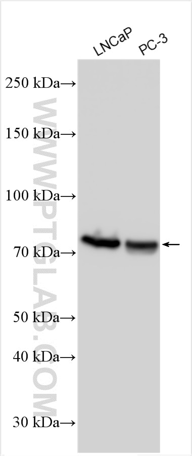Western Blot (WB) analysis of various lysates using GCNA Polyclonal antibody (30693-1-AP)