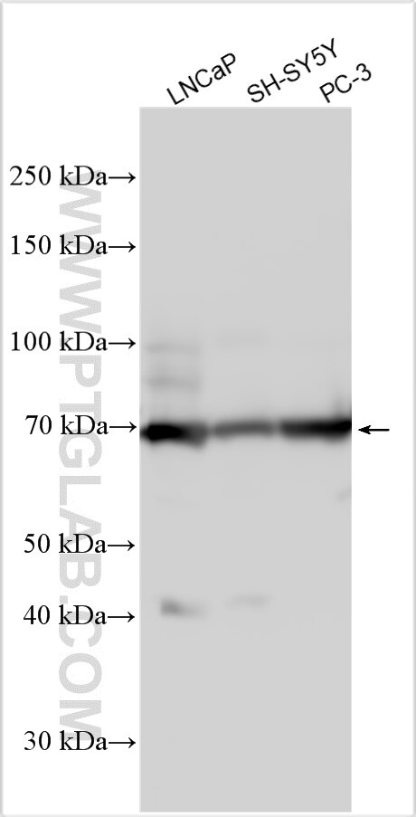 Western Blot (WB) analysis of various lysates using GCNA Polyclonal antibody (30693-1-AP)