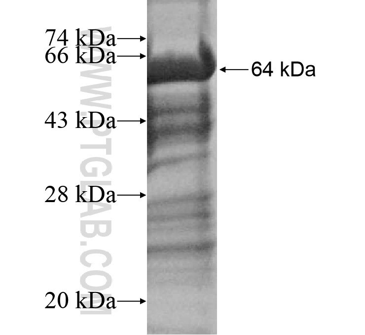 GCNT1 fusion protein Ag12264 SDS-PAGE