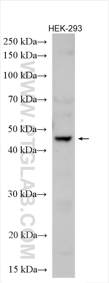 Immunoprecipitation (IP) experiment of HEK-293 cells using GCNT2 Polyclonal antibody (18118-1-AP)