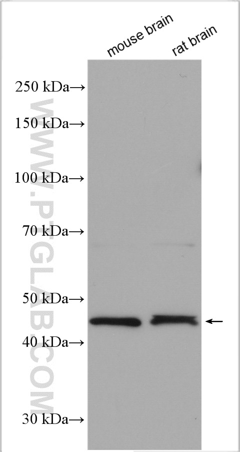 Western Blot (WB) analysis of various lysates using GCOM1 Polyclonal antibody (18129-1-AP)