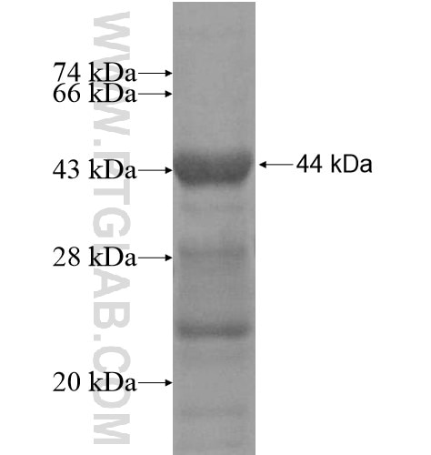 GCOM1 fusion protein Ag12515 SDS-PAGE