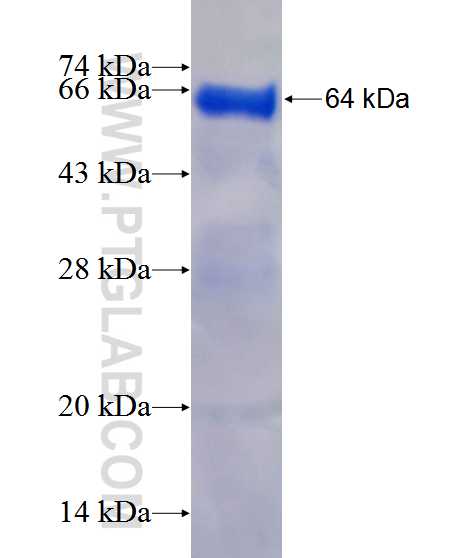 GCOM1 fusion protein Ag12708 SDS-PAGE