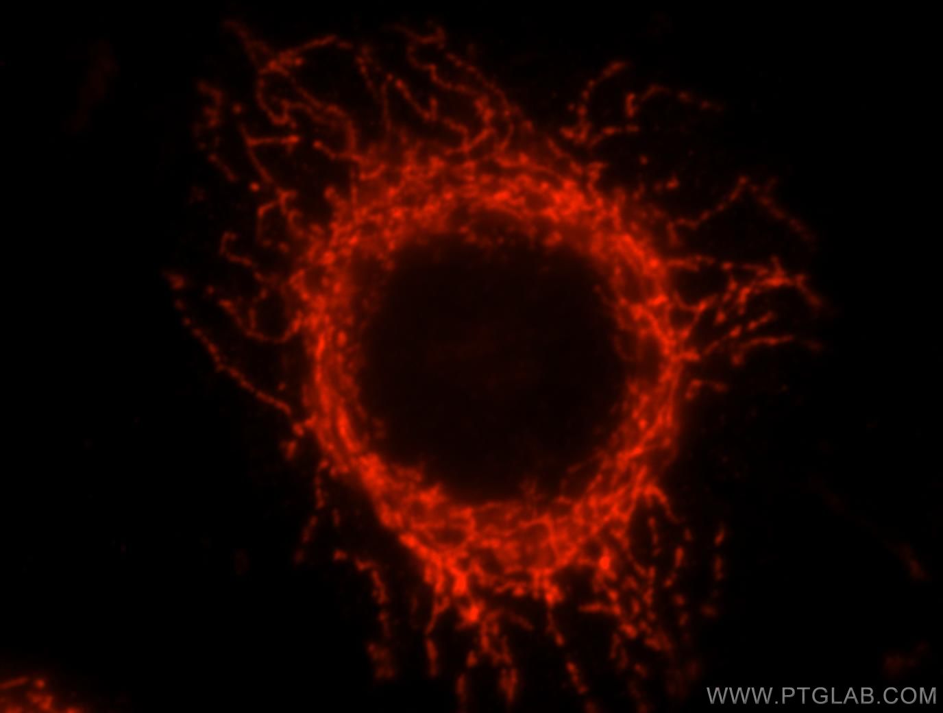 Immunofluorescence (IF) / fluorescent staining of MCF-7 cells using GCSH Polyclonal antibody (16726-1-AP)