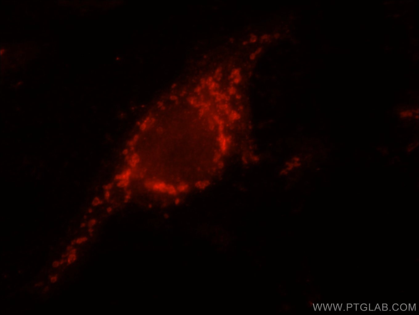 IF Staining of HepG2 using 16726-1-AP