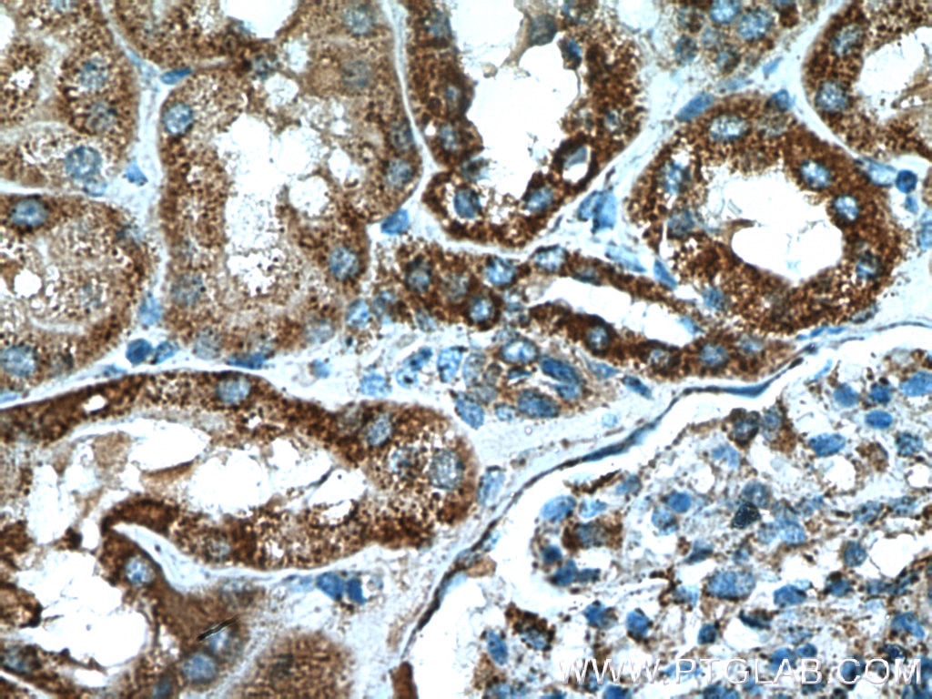 Immunohistochemistry (IHC) staining of human kidney tissue using GCSH Polyclonal antibody (16726-1-AP)