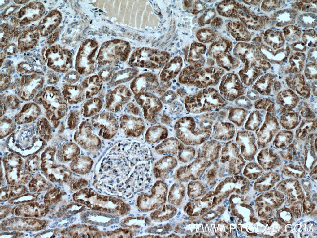 Immunohistochemistry (IHC) staining of human kidney tissue using GCSH Polyclonal antibody (16726-1-AP)