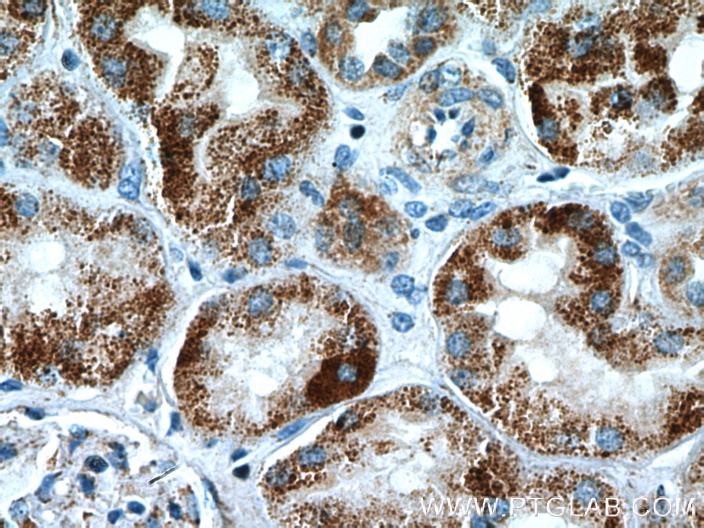 Immunohistochemistry (IHC) staining of human kidney tissue using GCSH Polyclonal antibody (16726-1-AP)