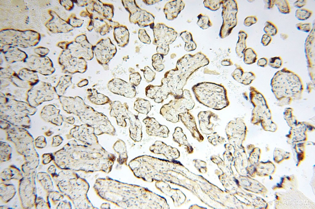 Immunohistochemistry (IHC) staining of human placenta tissue using GCSH Polyclonal antibody (16726-1-AP)