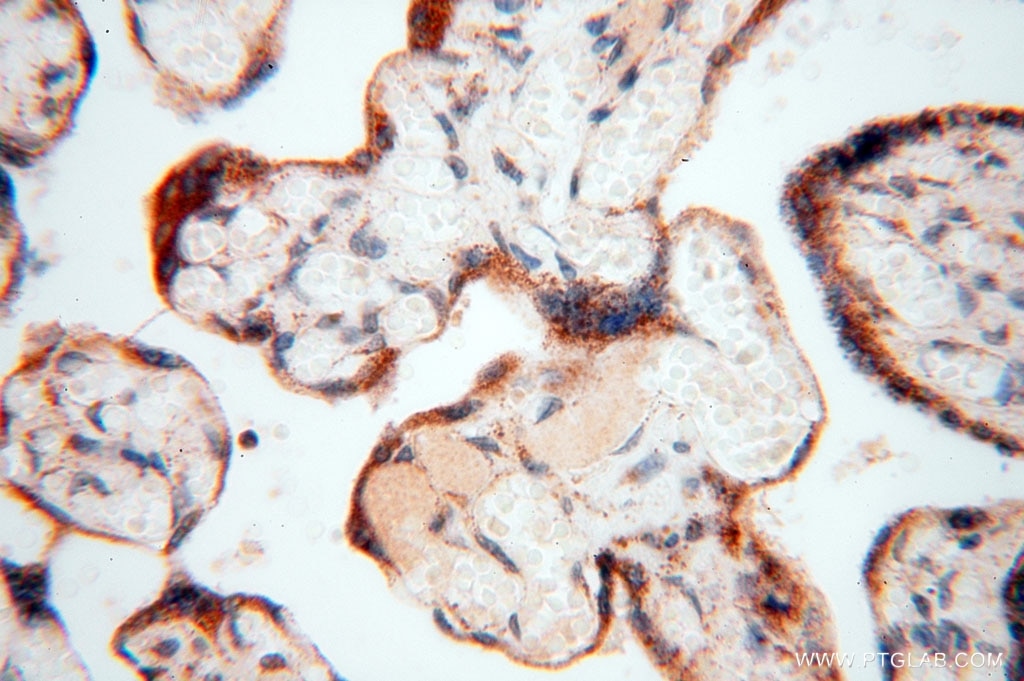 Immunohistochemistry (IHC) staining of human placenta tissue using GCSH Polyclonal antibody (16726-1-AP)