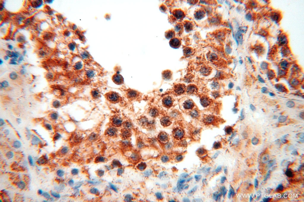 Immunohistochemistry (IHC) staining of human testis tissue using GCSH Polyclonal antibody (16726-1-AP)