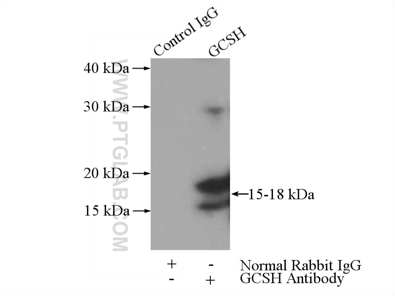 Immunoprecipitation (IP) experiment of mouse kidney tissue using GCSH Polyclonal antibody (16726-1-AP)
