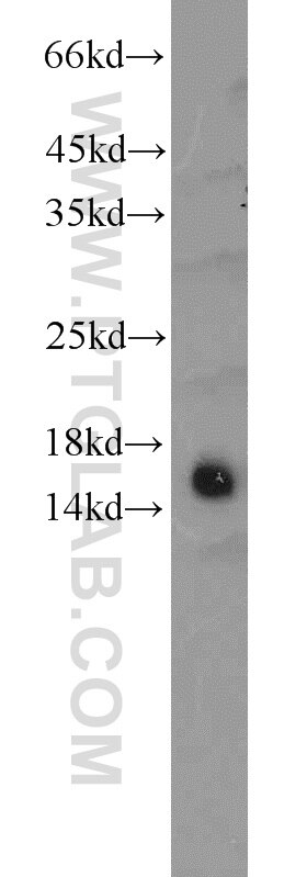 Western Blot (WB) analysis of HEK-293 cells using GCSH Polyclonal antibody (16726-1-AP)