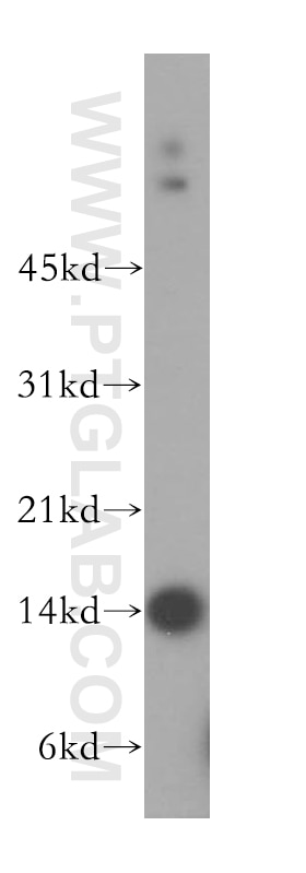 Western Blot (WB) analysis of HeLa cells using GCSH Polyclonal antibody (16726-1-AP)