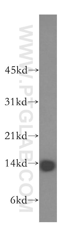 Western Blot (WB) analysis of human liver tissue using GCSH Polyclonal antibody (16726-1-AP)