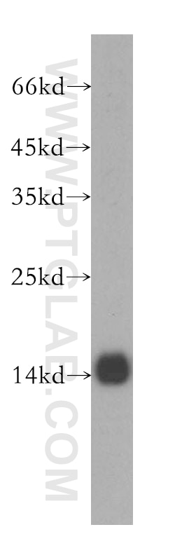 Western Blot (WB) analysis of HEK-293 cells using GCSH Polyclonal antibody (16726-1-AP)