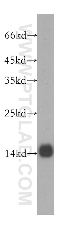 WB analysis of HEK-293 using 16726-1-AP