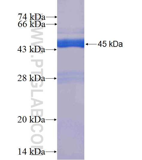 GCSH fusion protein Ag10174 SDS-PAGE