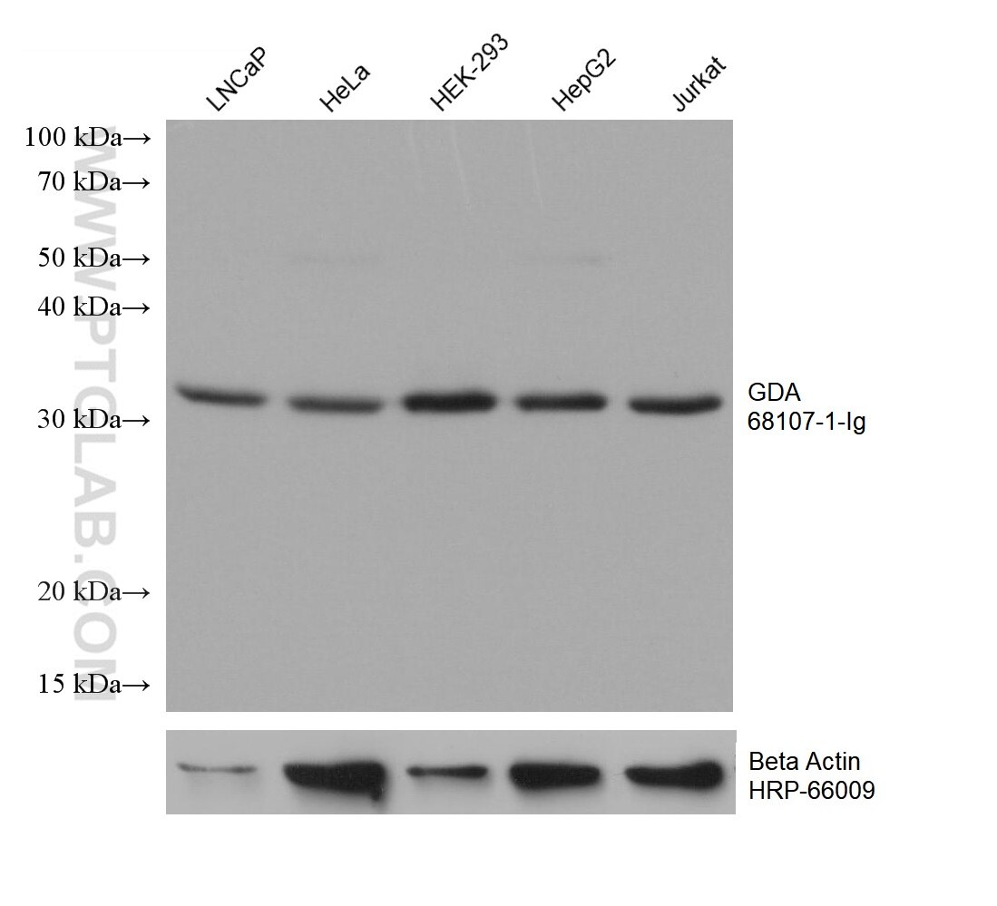 Western Blot (WB) analysis of various lysates using GDA Monoclonal antibody (68107-1-Ig)