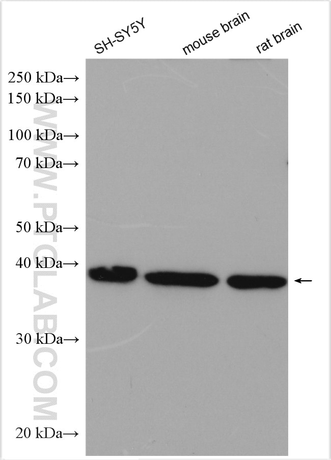 Western Blot (WB) analysis of various lysates using GDAP1 Polyclonal antibody (13152-1-AP)