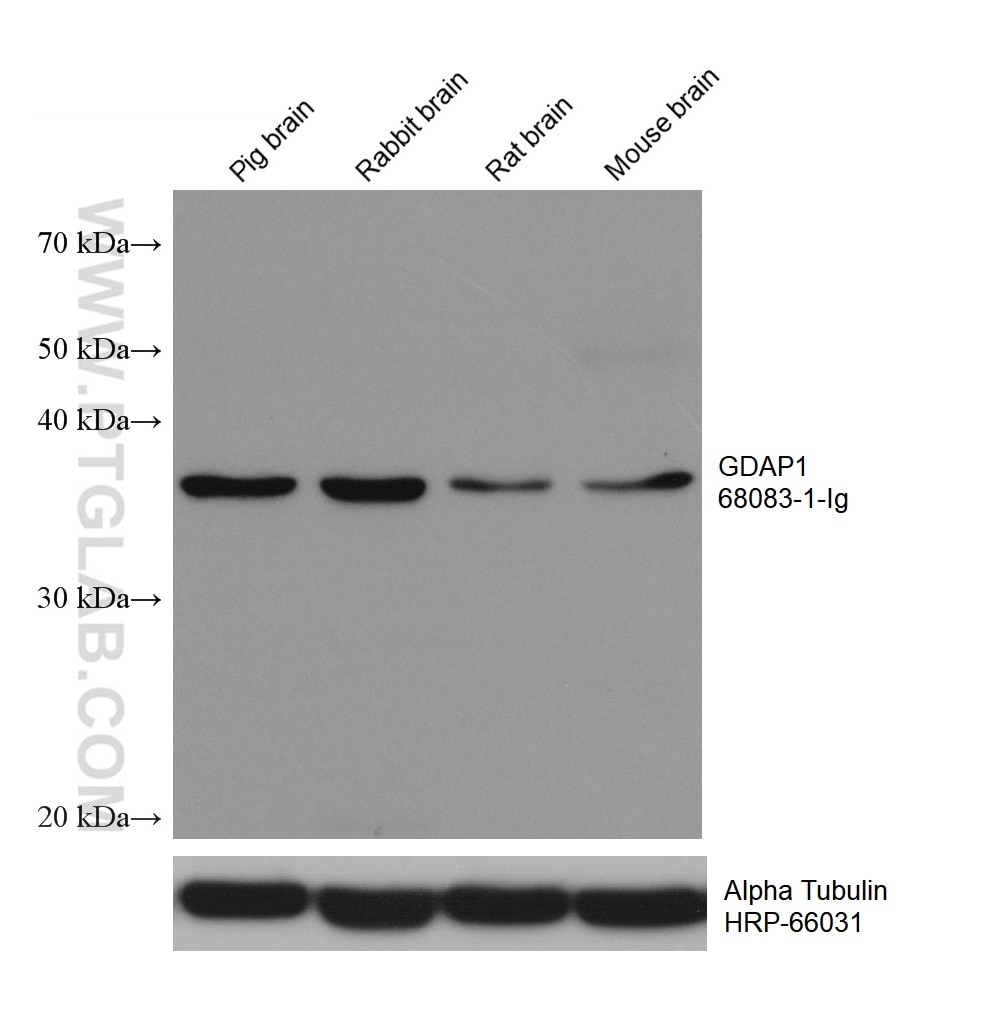 Western Blot (WB) analysis of various lysates using GDAP1 Monoclonal antibody (68083-1-Ig)