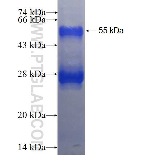 GDAP1 fusion protein Ag3769 SDS-PAGE