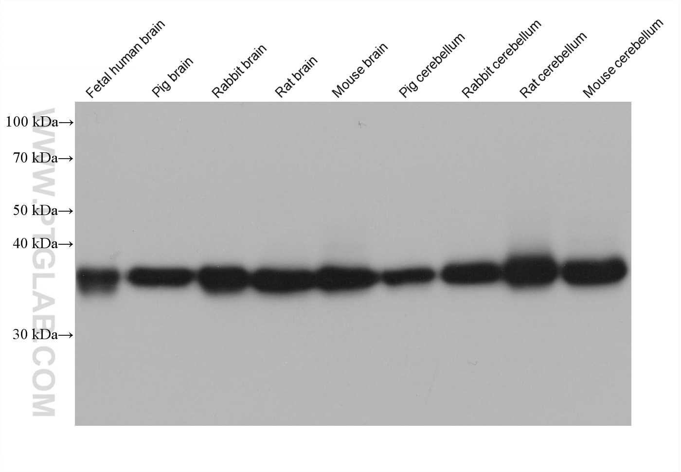 Western Blot (WB) analysis of various lysates using GDAP1L1 Monoclonal antibody (68340-1-Ig)