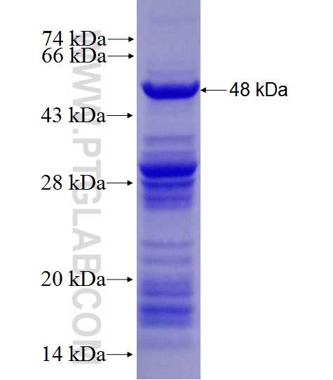 GDAP1L1 fusion protein Ag27717 SDS-PAGE