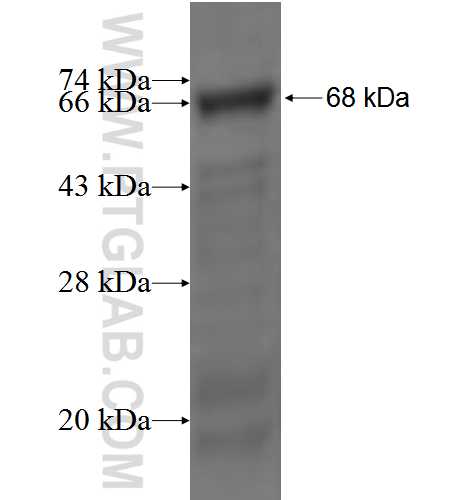 GDAP1L1 fusion protein Ag2602 SDS-PAGE