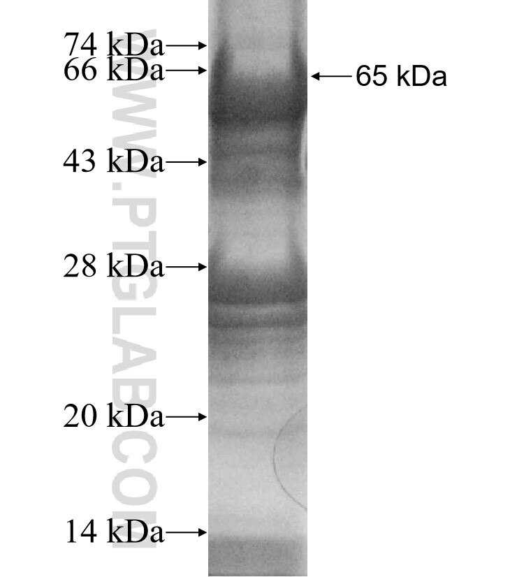 GDAP2 fusion protein Ag11175 SDS-PAGE