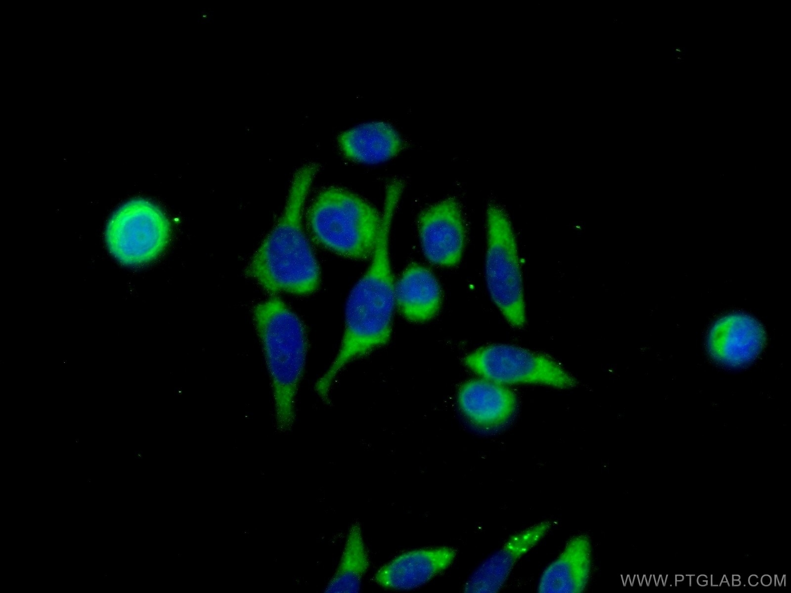 Immunofluorescence (IF) / fluorescent staining of PC-3 cells using GDEP Polyclonal antibody (22744-1-AP)