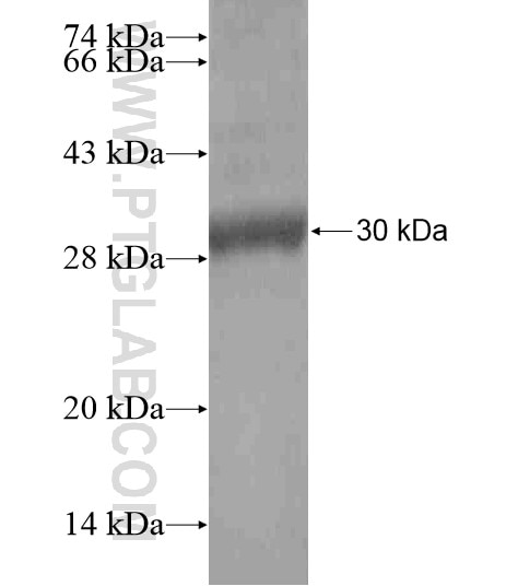 GDEP fusion protein Ag19087 SDS-PAGE