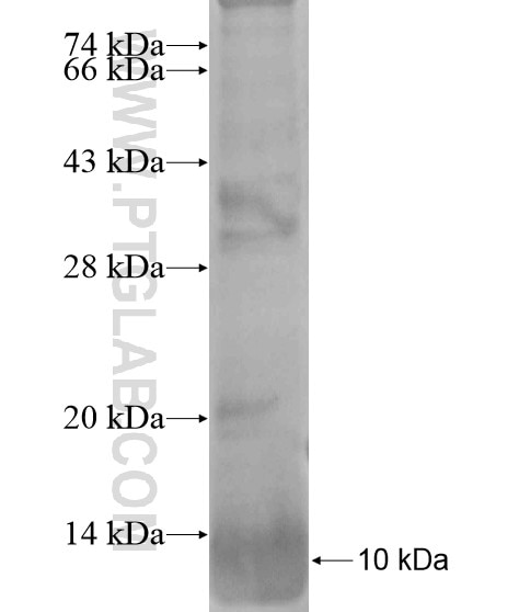 GDEP fusion protein Ag19919 SDS-PAGE