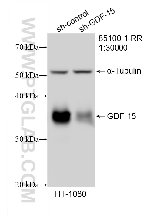 Western Blot (WB) analysis of HT-1080 cells using GDF-15 Recombinant monoclonal antibody (85100-1-RR)