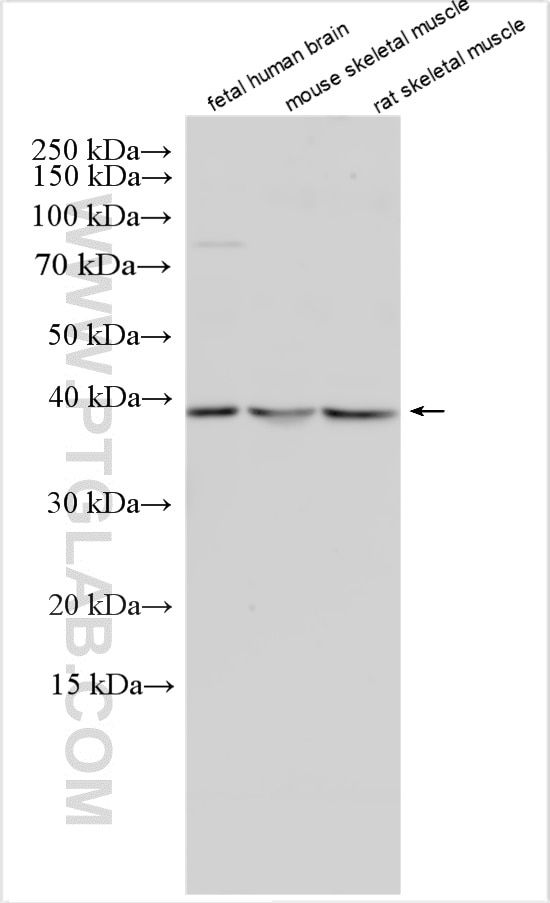 Western Blot (WB) analysis of various lysates using GDF1 Polyclonal antibody (28345-1-AP)