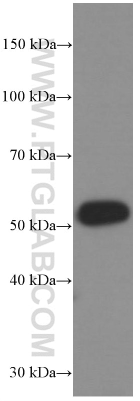 Western Blot (WB) analysis of pig bone marrow tissue using GDF10 Monoclonal antibody (66371-1-Ig)