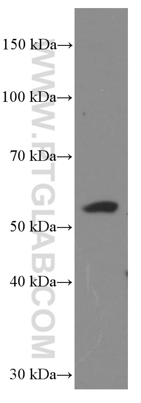 Western Blot (WB) analysis of ROS1728 cells using GDF10 Monoclonal antibody (66371-1-Ig)