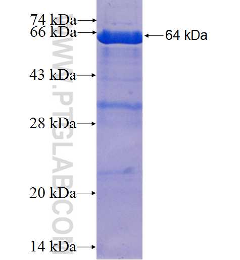 GDF10 fusion protein Ag4906 SDS-PAGE