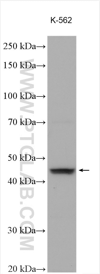 Western Blot (WB) analysis of various lysates using GDF11 Polyclonal antibody (26715-1-AP)