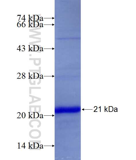 GDF11 fusion protein Ag25107 SDS-PAGE